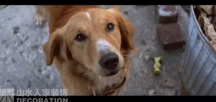 看電影.學(xué)裝修：因為有你，所以有意義