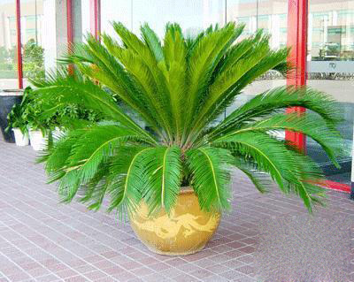 適合家里養(yǎng)的綠植有哪些 適合家里養(yǎng)的綠植有哪些