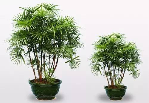 適合家里養(yǎng)的綠植有哪些 適合家里養(yǎng)的綠植有哪些